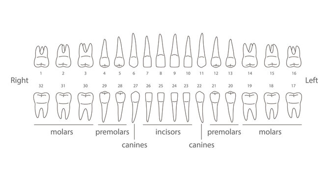 Chart showing the names and locations of each type of tooth